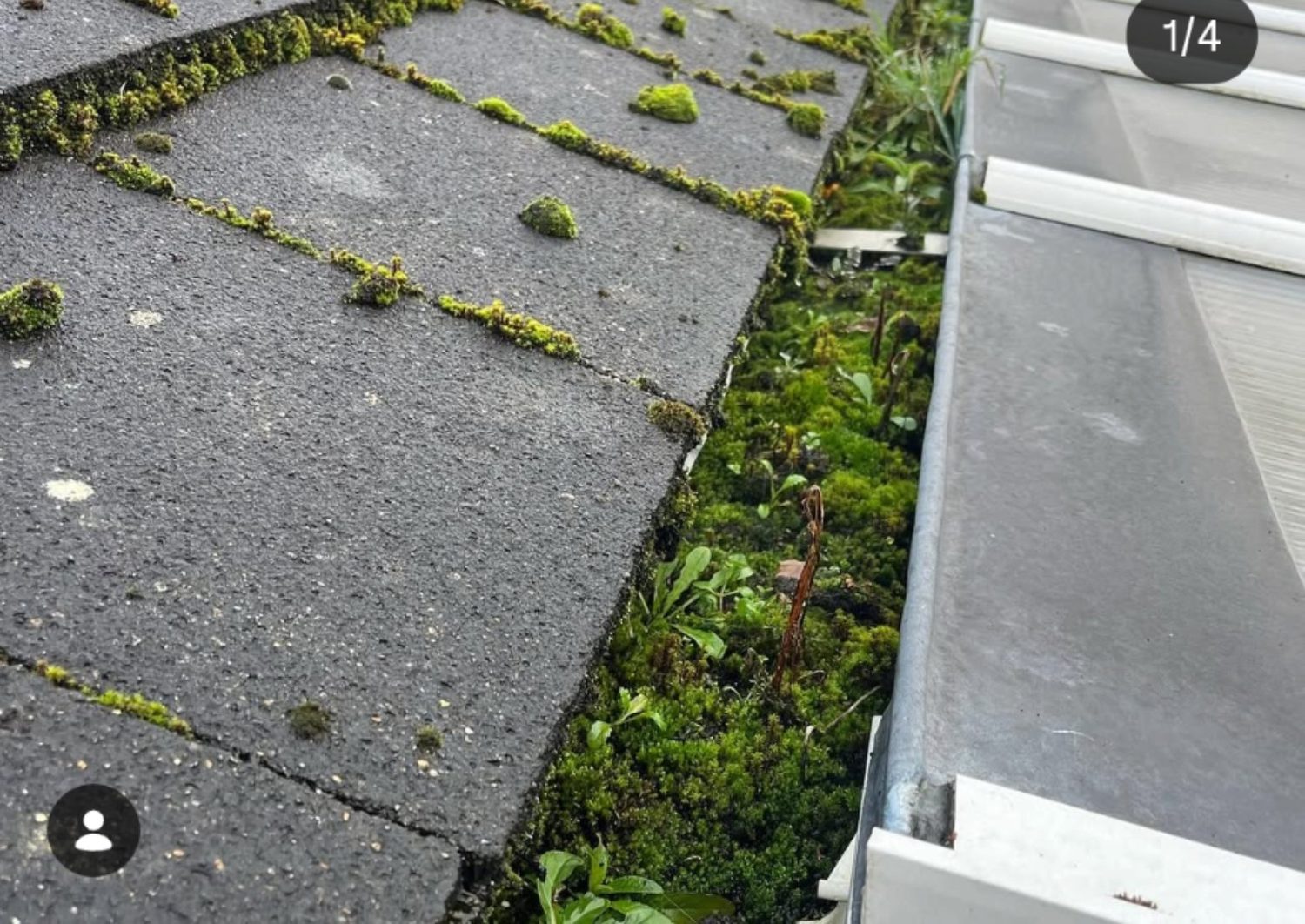 Blocked gutter with moss and weeds before gutter cleaning in Suffolk